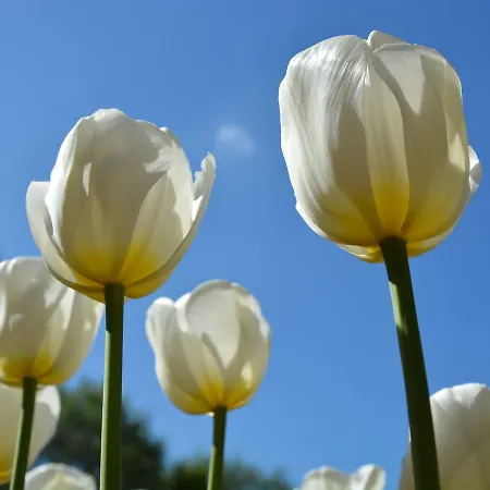 't Blauwe Huys